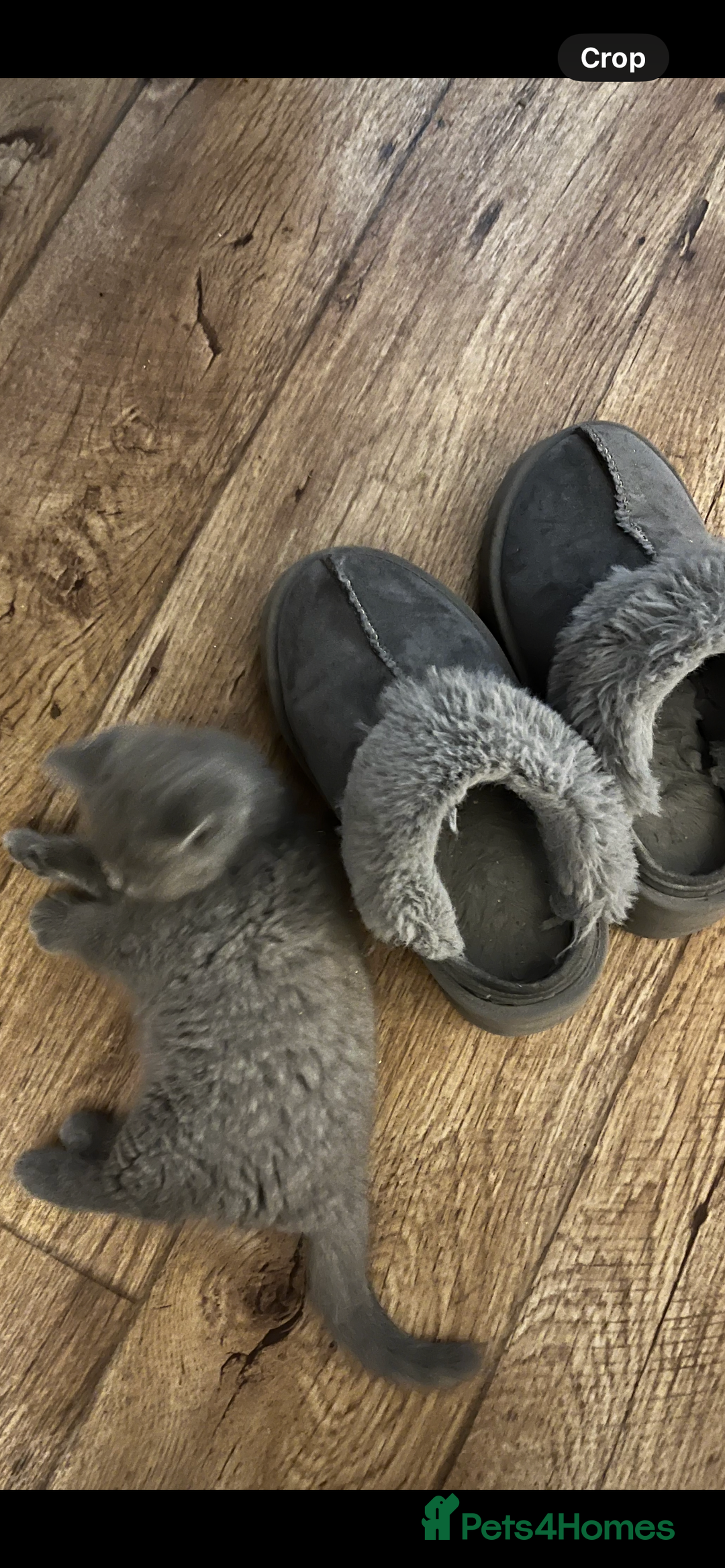 British Shorthair cats for sale: Beautiful female kitten - Image 5