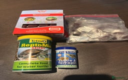 Lovebirds birds for sale: 2 Musk Turtles + Full setup + Foods in Reading - Image 5