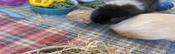 Guinea Pig rodents for sale: Pair of Male Guinea Pigs for Sale - Advert 4
