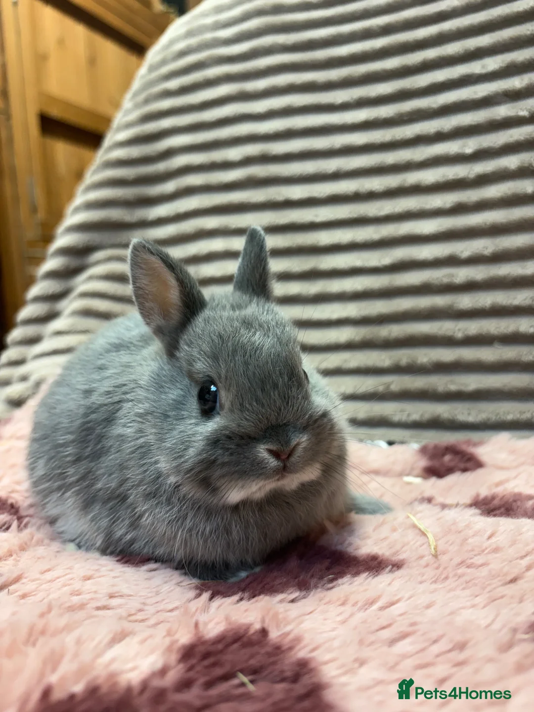 Netherland Dwarf rabbits for sale: Pure bred Netherland Dwarfs (vaccinated) - Advert 2