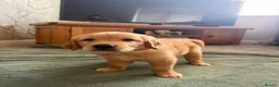 Golden Retriever dogs for sale: Beautiful Home-Reared Golden Retriever Puppies 💛 - Advert 16