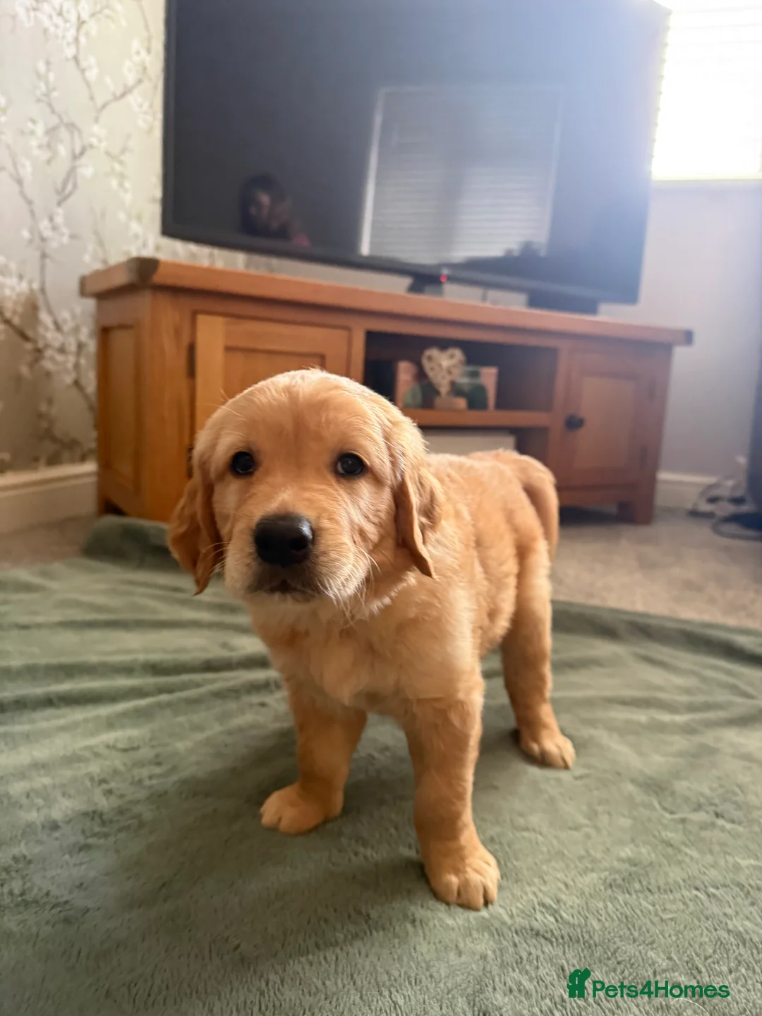 Golden Retriever dogs for sale: Beautiful Home-Reared Golden Retriever Puppies 💛 - Advert 16