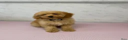 Toy Poodle dogs for sale: Toy poodle  - Advert 3