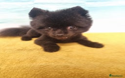 Pomeranian dogs for sale: Beautiful Pomeranians babies ready now! - Image 8