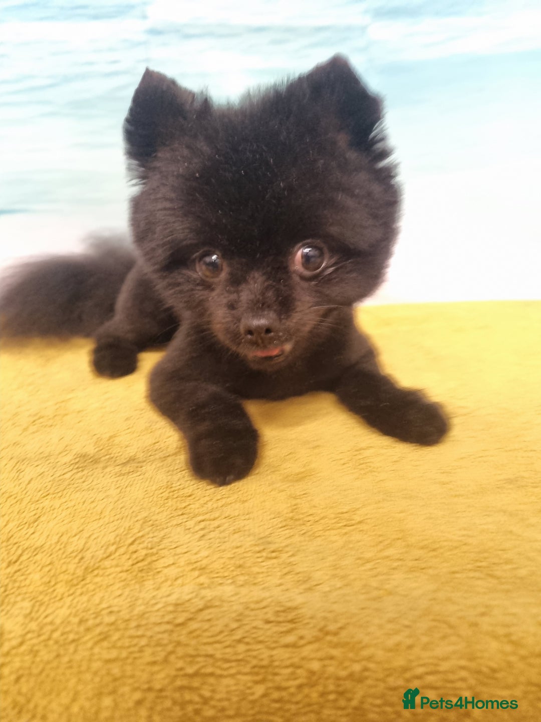 Pomeranian dogs for sale: Beautiful Pomeranians babies ready now! - Image 8