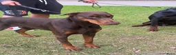 Dobermann dogs for sale: Loving adult Doberman  - Advert 2