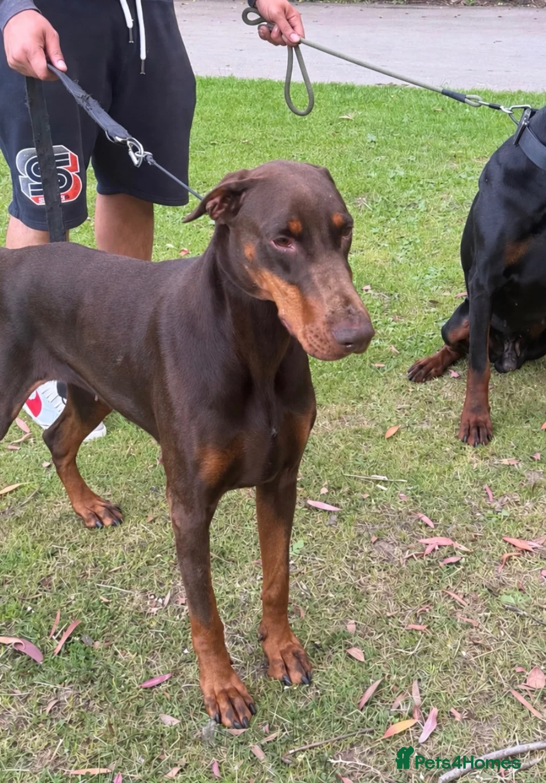Dobermann dogs for sale: Loving adult Doberman  - Advert 2