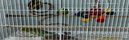 Budgerigars birds for sale: Lovely pair of budgies! in Cardiff - Advert 4