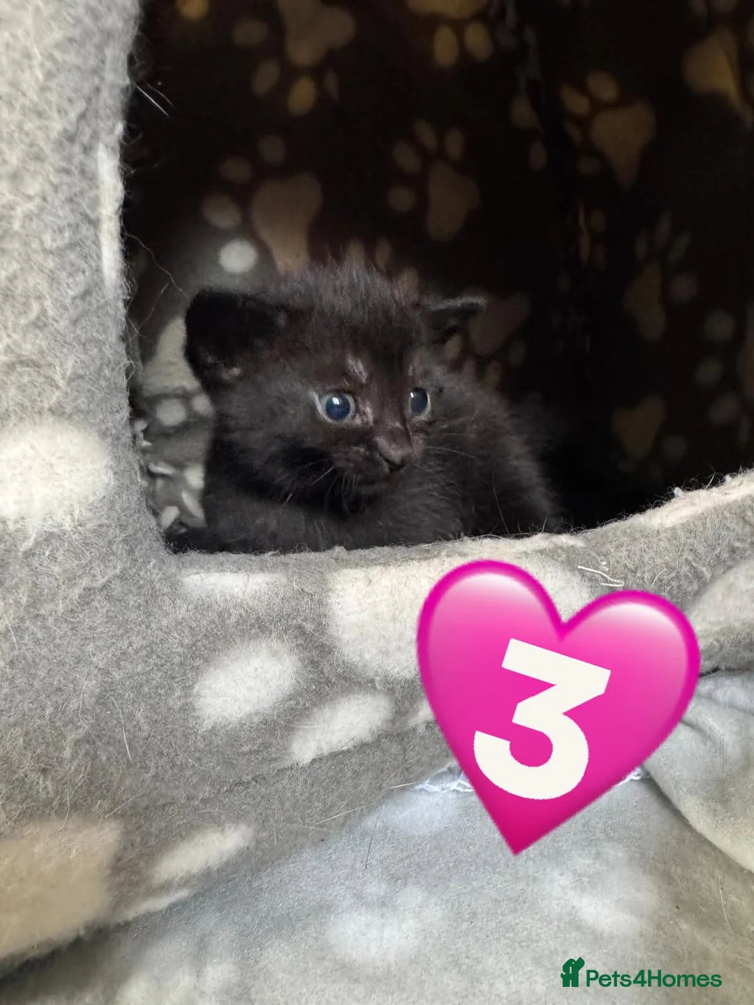 Mixed Breed cats for sale: Kittens For Sale in Shrewsbury - Advert 7