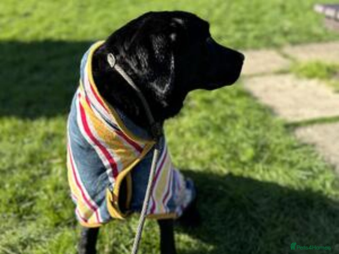 Labrador Retriever dogs for sale: KC *Vet Inspected* Black & Yellow Labrador Pups  - Advert 12