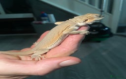 Bearded Dragon reptiles for sale: I have around 25 beardies left ready for rehoming  - Image 4