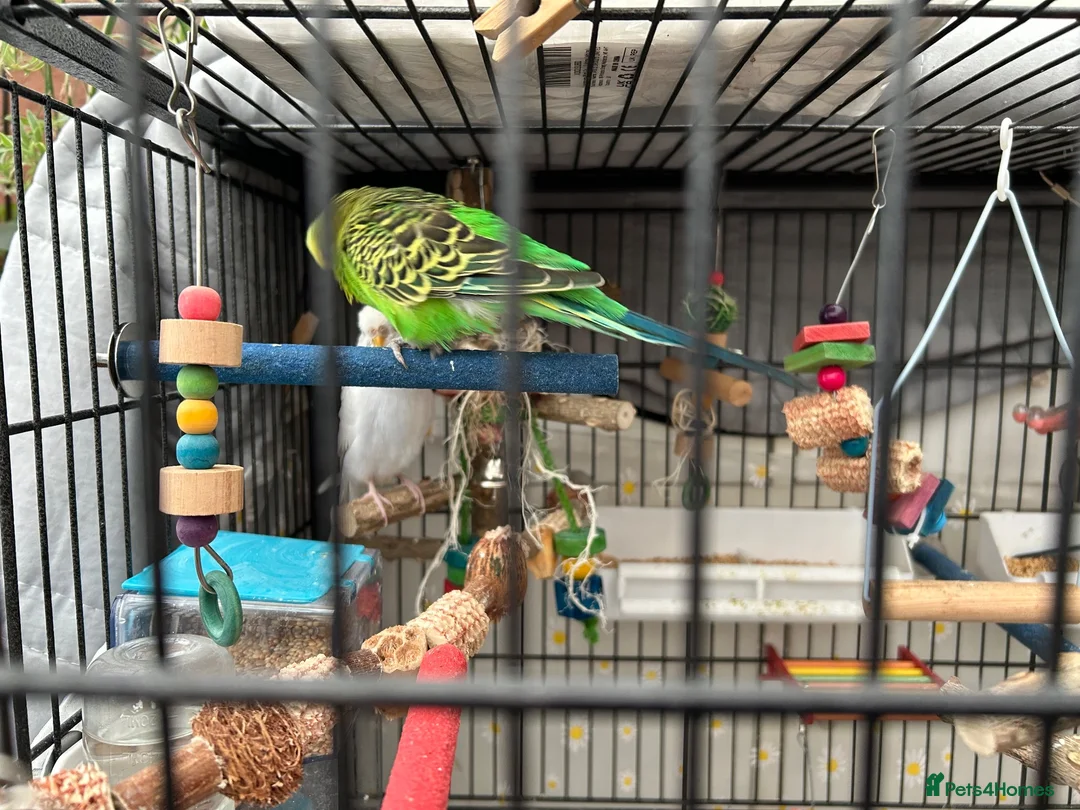 Budgerigars birds for sale: 4 budgies looking for their for ever home.  - Advert 2
