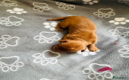 Cocker Spaniel dogs for sale: Red Cocker Spaniel Puppies - Image 34