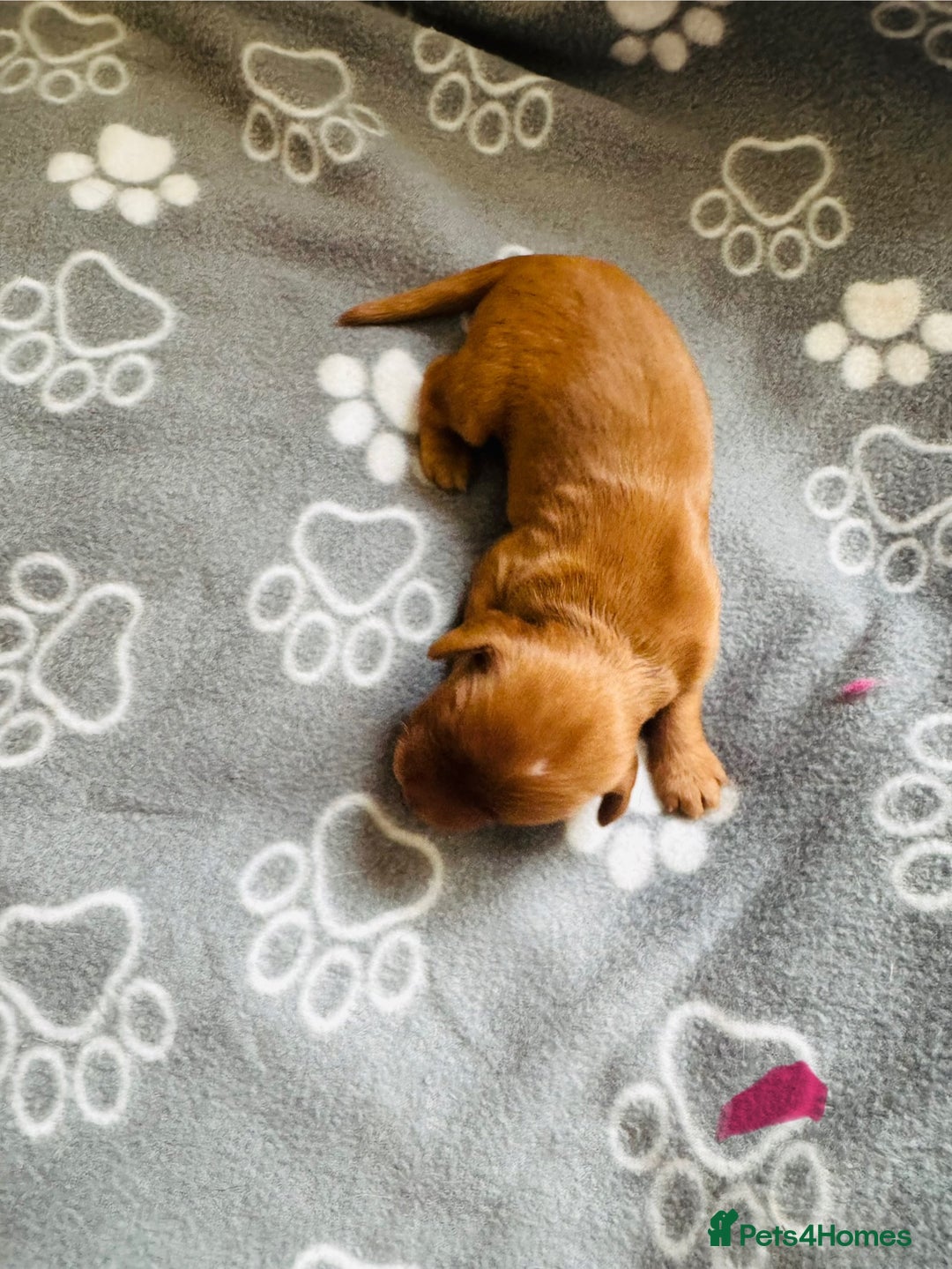 Cocker Spaniel dogs for sale: Red Cocker Spaniel Puppies - Image 34