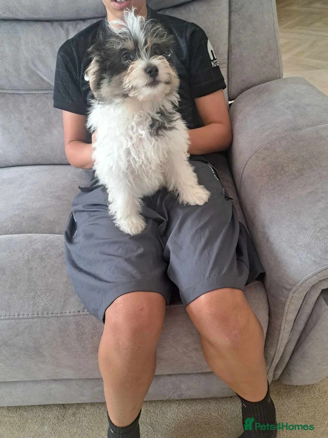 Mixed Breed dogs for sale: BEAUTIFUL POMCHON PUPS  FOR SALE - Advert 2