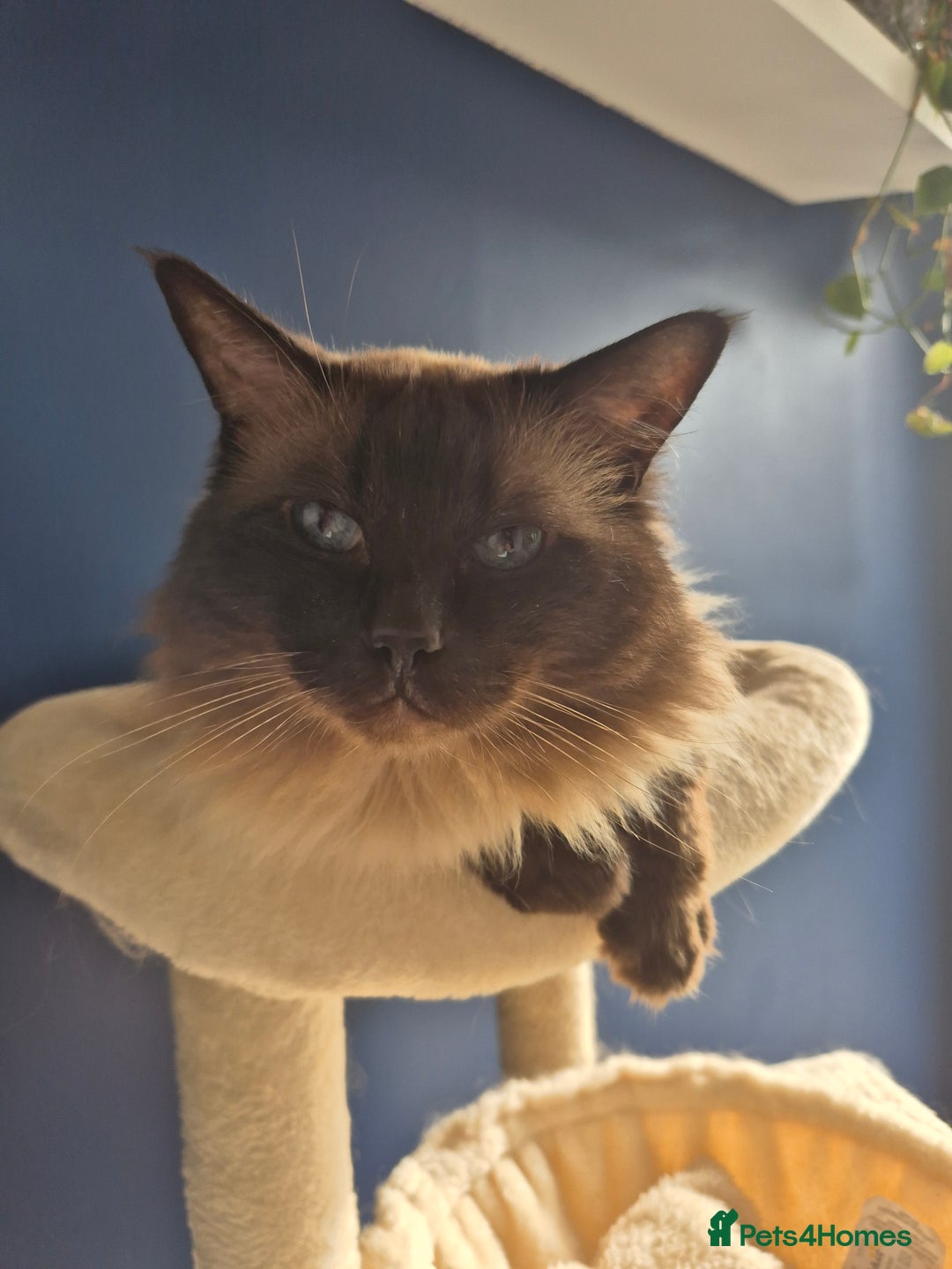 Mixed Breed cats for sale: Ragdoll cross kittens  - Image 7