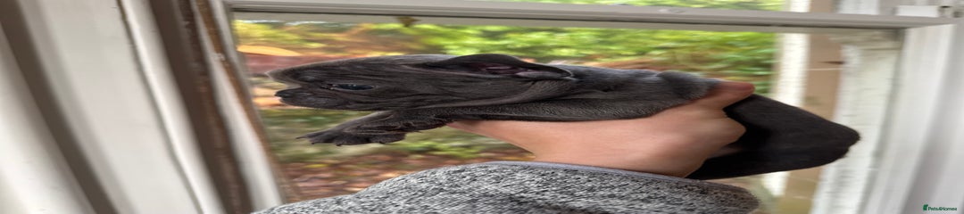 French Bulldog Puppy 1