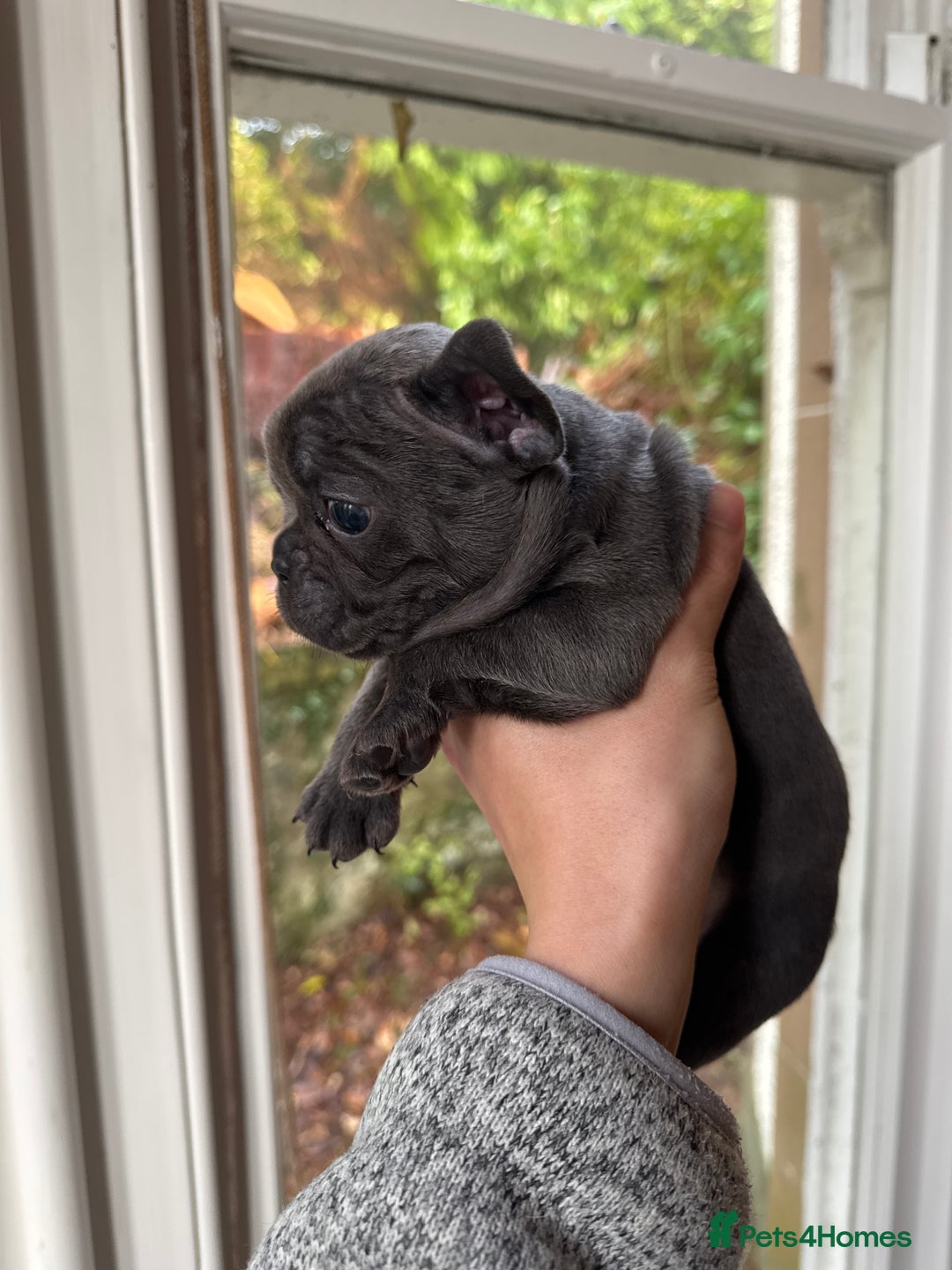 French Bulldog dogs for sale: Home Breed French Bulldog  - Advert 5