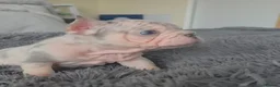 French Bulldog dogs for sale: 💥 Velvet Coats and New Shade french Bulldogs 💥 - Advert 17