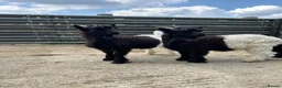 Goats livestock for sale: Valais Black Neck wethers - Advert 4
