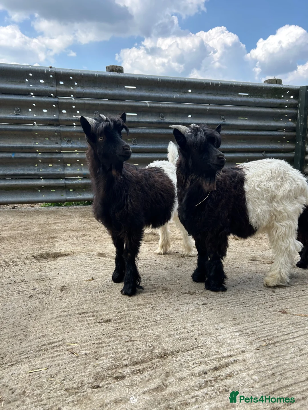 Goats livestock for sale: Valais Black Neck wethers - Advert 4