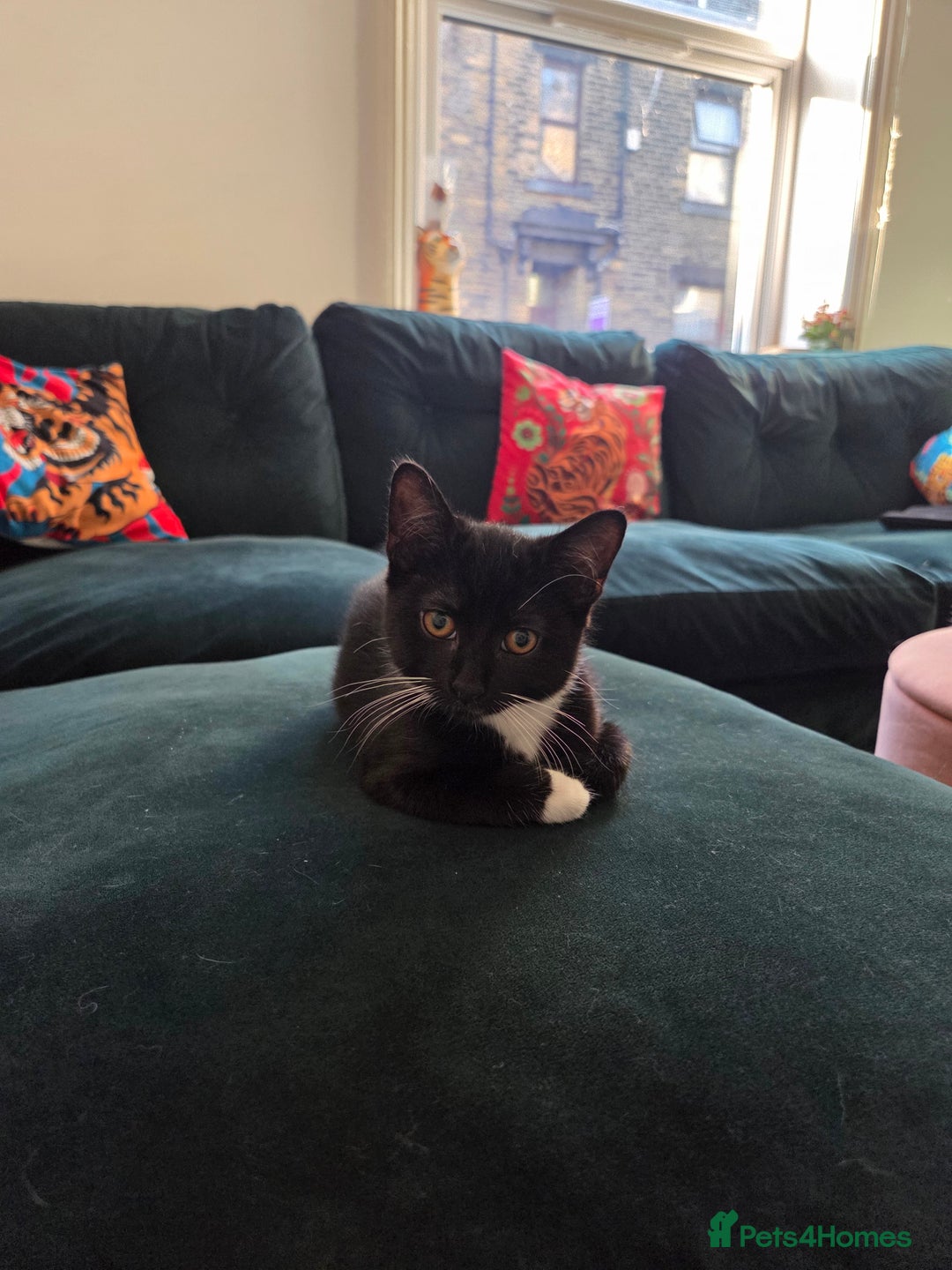 British Shorthair cats for sale: 3 male kittens - Image 1