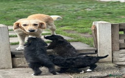 Goldendoodle dogs for sale: Beautiful doodles looking for forever homes - Image 8
