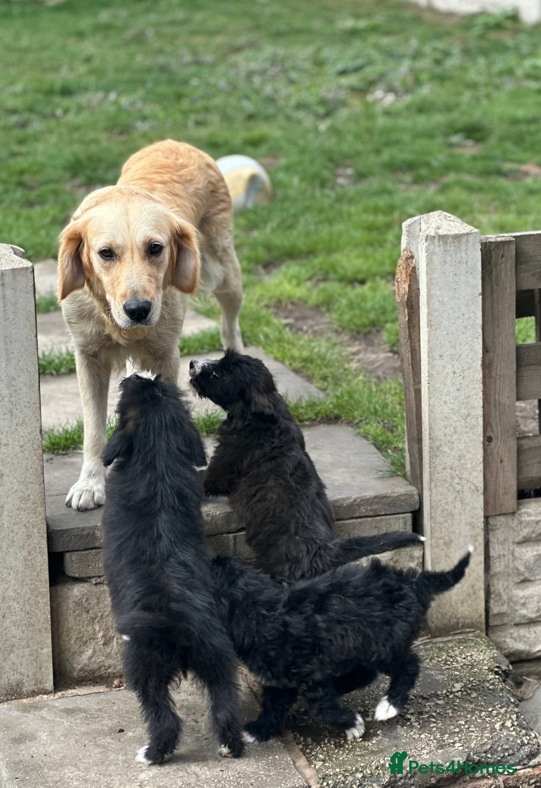 Goldendoodle dogs for sale: Beautiful doodles looking for forever homes - Image 8