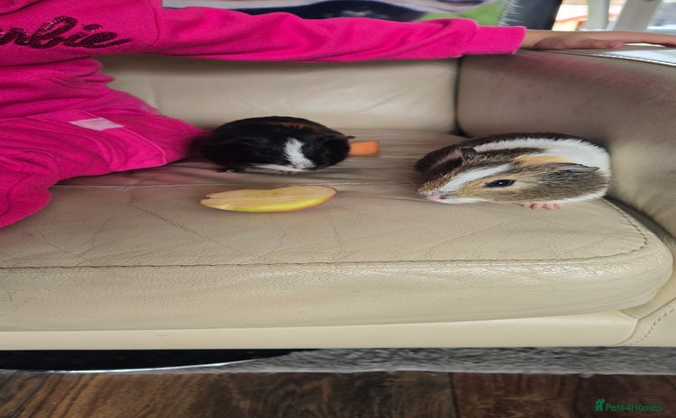 Guinea Pig rodents - Advert 15