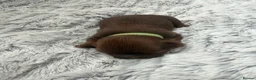 Shih Tzu dogs for sale: Imperial Full KC Reg litter of 4 male pups - Advert 5