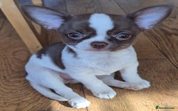 Chihuahua dogs for sale: ❤️‍🔥KC Chihuahua Girl READY NOW ❤️‍🔥  in Dagenham - Image 1