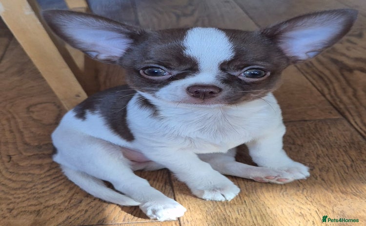 Chihuahua dogs in Dagenham - Advert 13