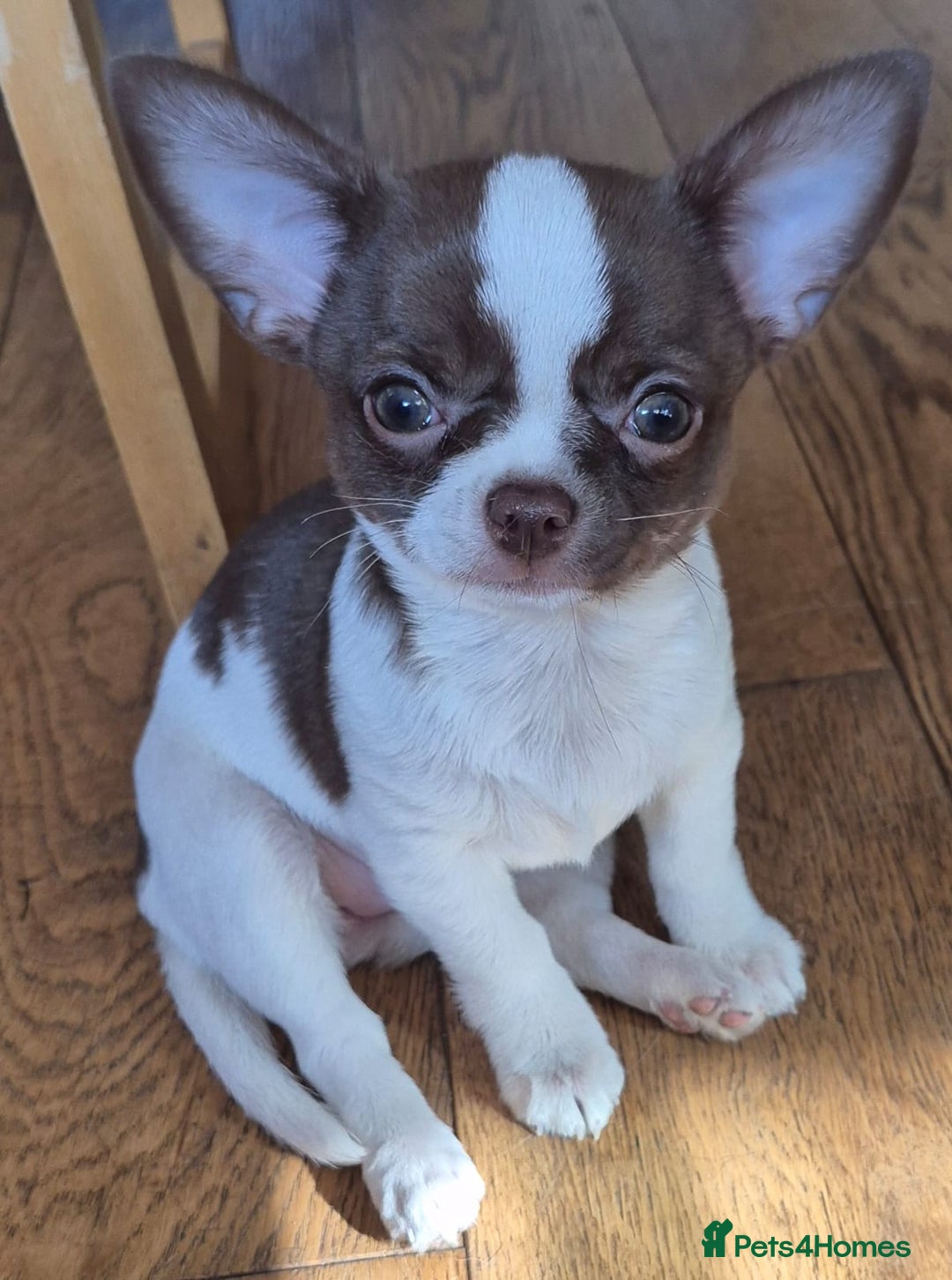 Chihuahua dogs for sale: ❤️‍🔥KC Chihuahua Girl READY NOW ❤️‍🔥  in Dagenham - Image 1