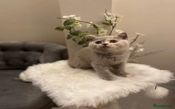 British Shorthair cats for sale: Lilac,Blue,BiColours & Colourpoint Registered  - Image 7