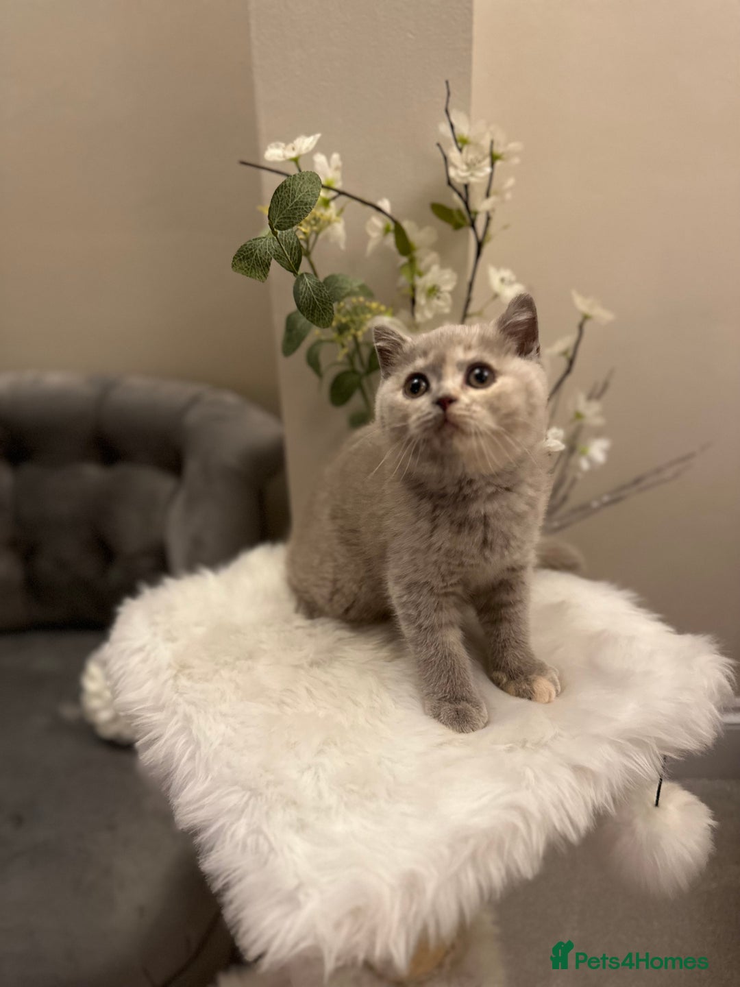 British Shorthair cats for sale: Lilac,Blue,BiColours & Colourpoint Registered  - Image 7