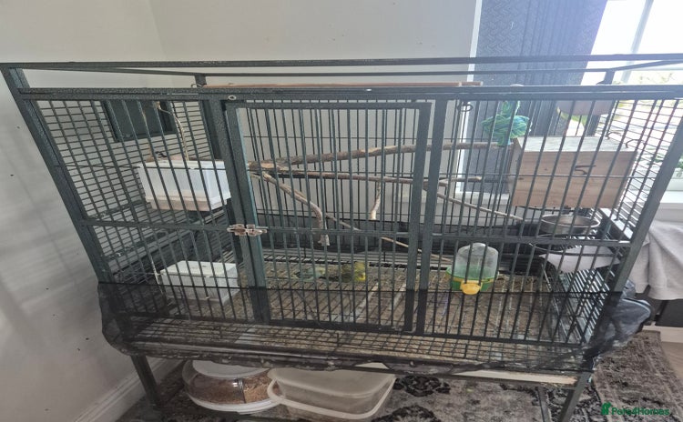 Budgerigars birds Large parrot cage with 3 budgies  - Advert 1