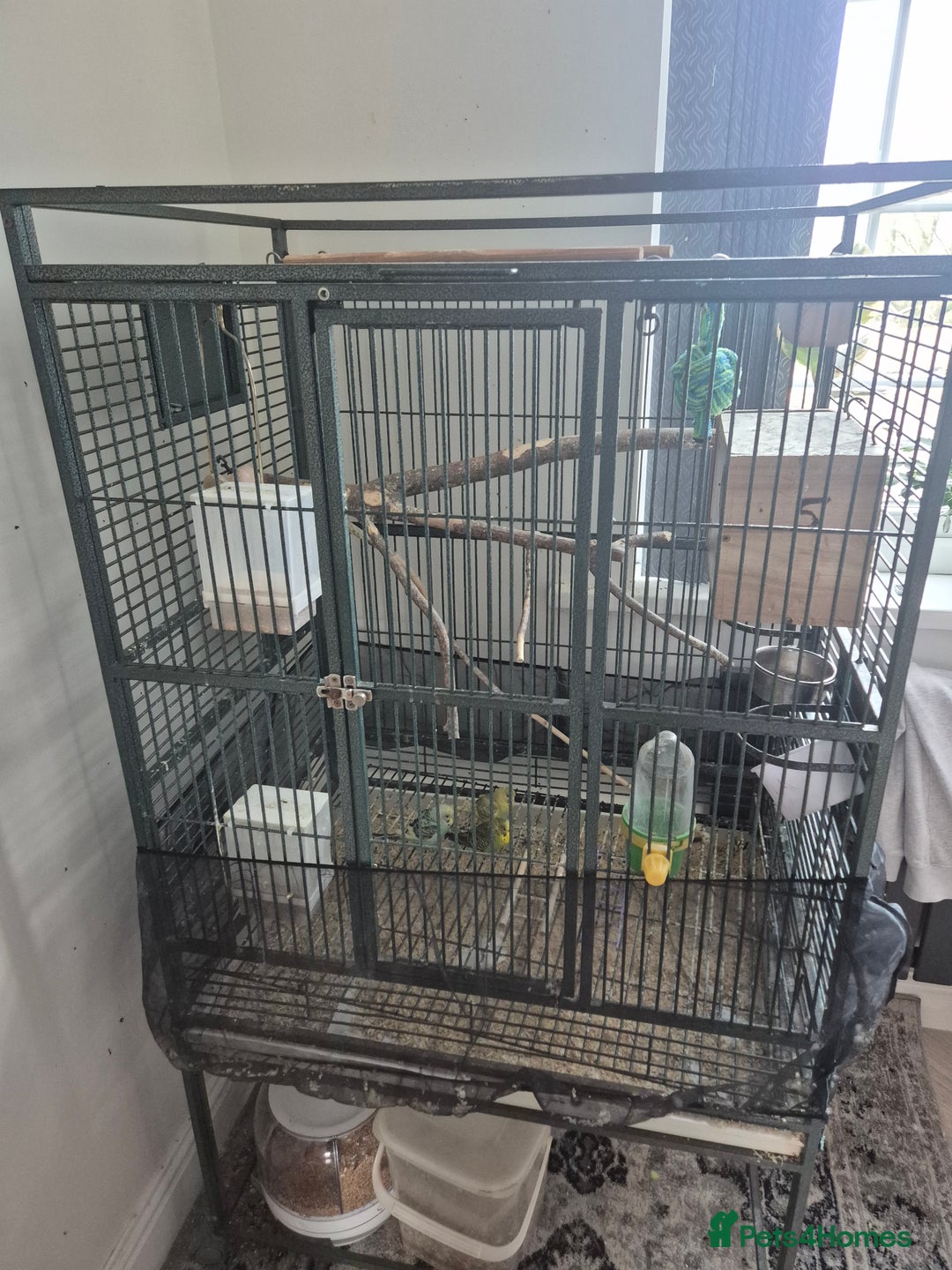 Budgerigars birds for sale: Large parrot cage with 3 budgies  - Advert 1