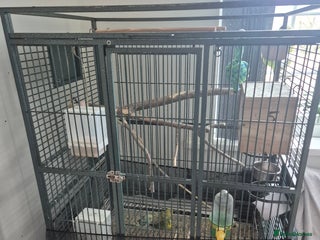 Budgerigars birds Large parrot cage with 3 budgies - Advert 1