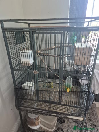 Budgerigars birds Large parrot cage with 3 budgies - Advert 5