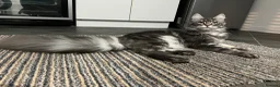Maine Coon cats for sale: Blue Smoke Tabby Not Spayed  - Advert 9