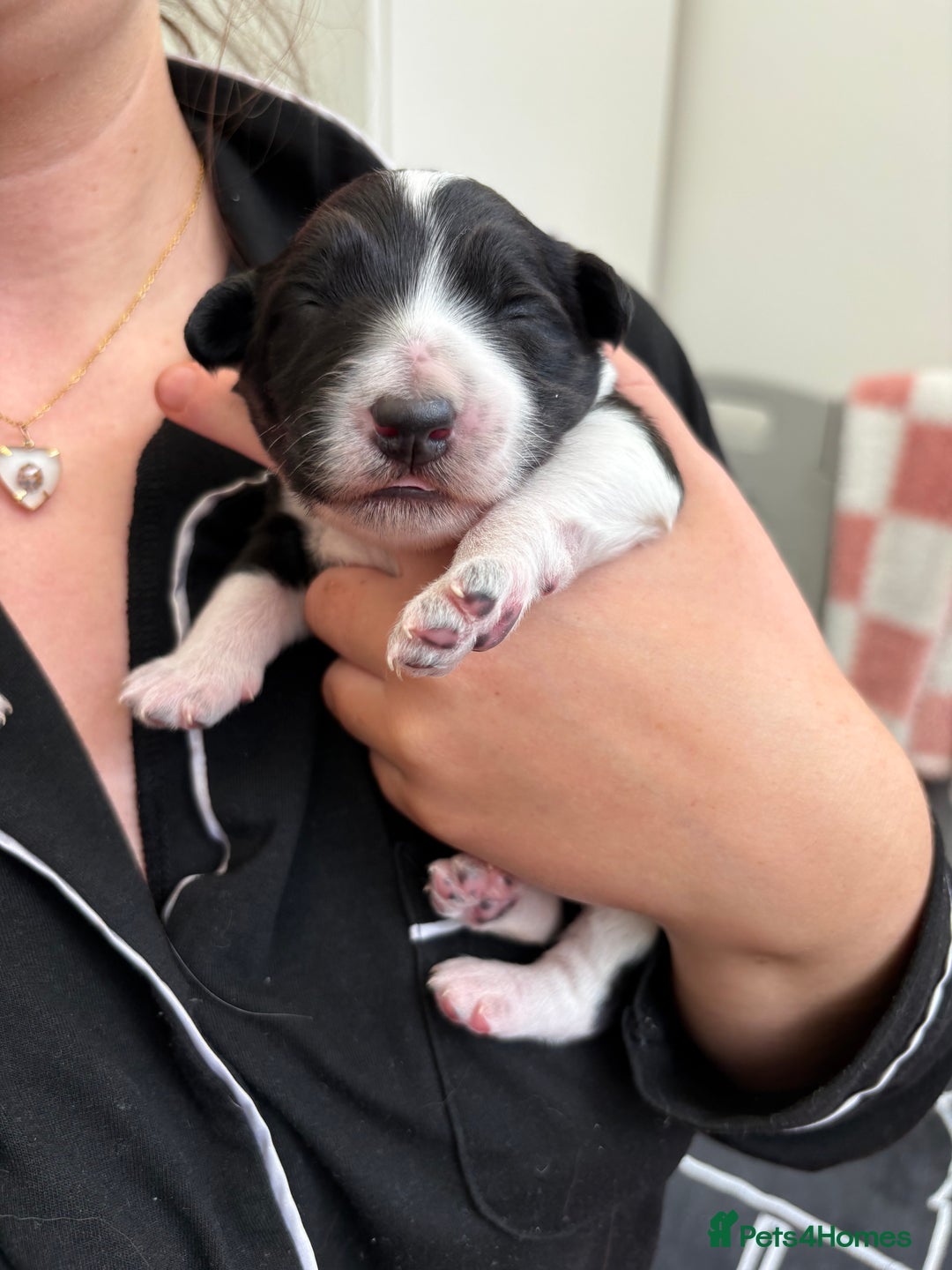 Bordoodle dogs for sale: Bordoodle Pups - Image 33