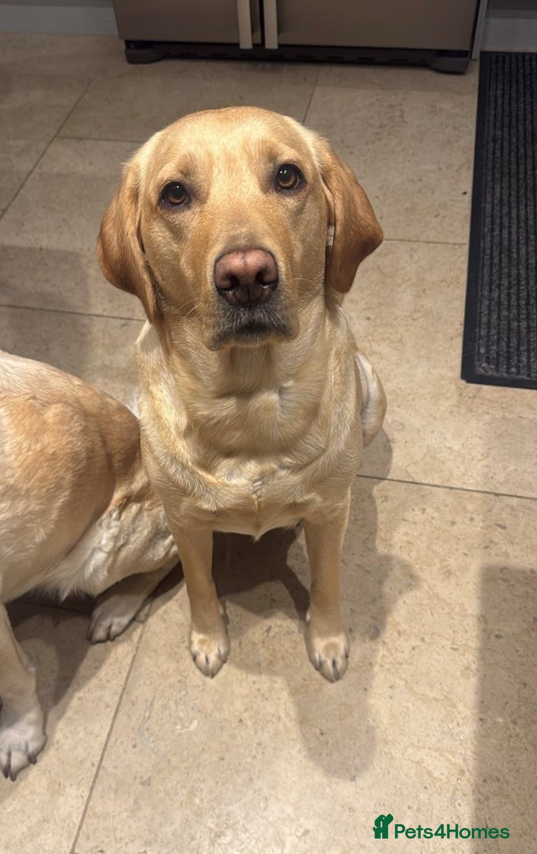 Labrador Retriever dogs for sale: Golden/Red Labrador Puppies - Due Dec 2025 - Advert 2