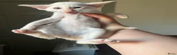Siamese cats for sale: GCCF Red pointed bi colour - can be ACTIVE REG - Advert 4