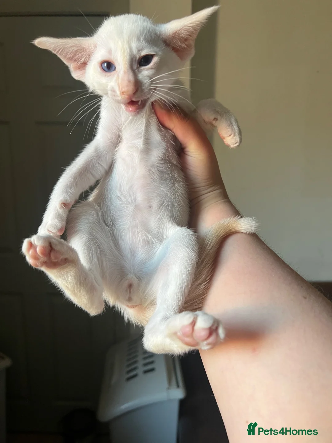 Siamese cats for sale: GCCF Red pointed bi colour - can be ACTIVE REG - Advert 8