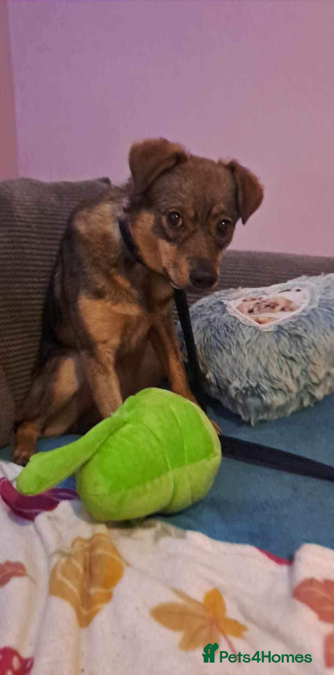 Mixed Breed dogs for adoption: Justice - Norwich Norfolk  in Norwich - Image 8