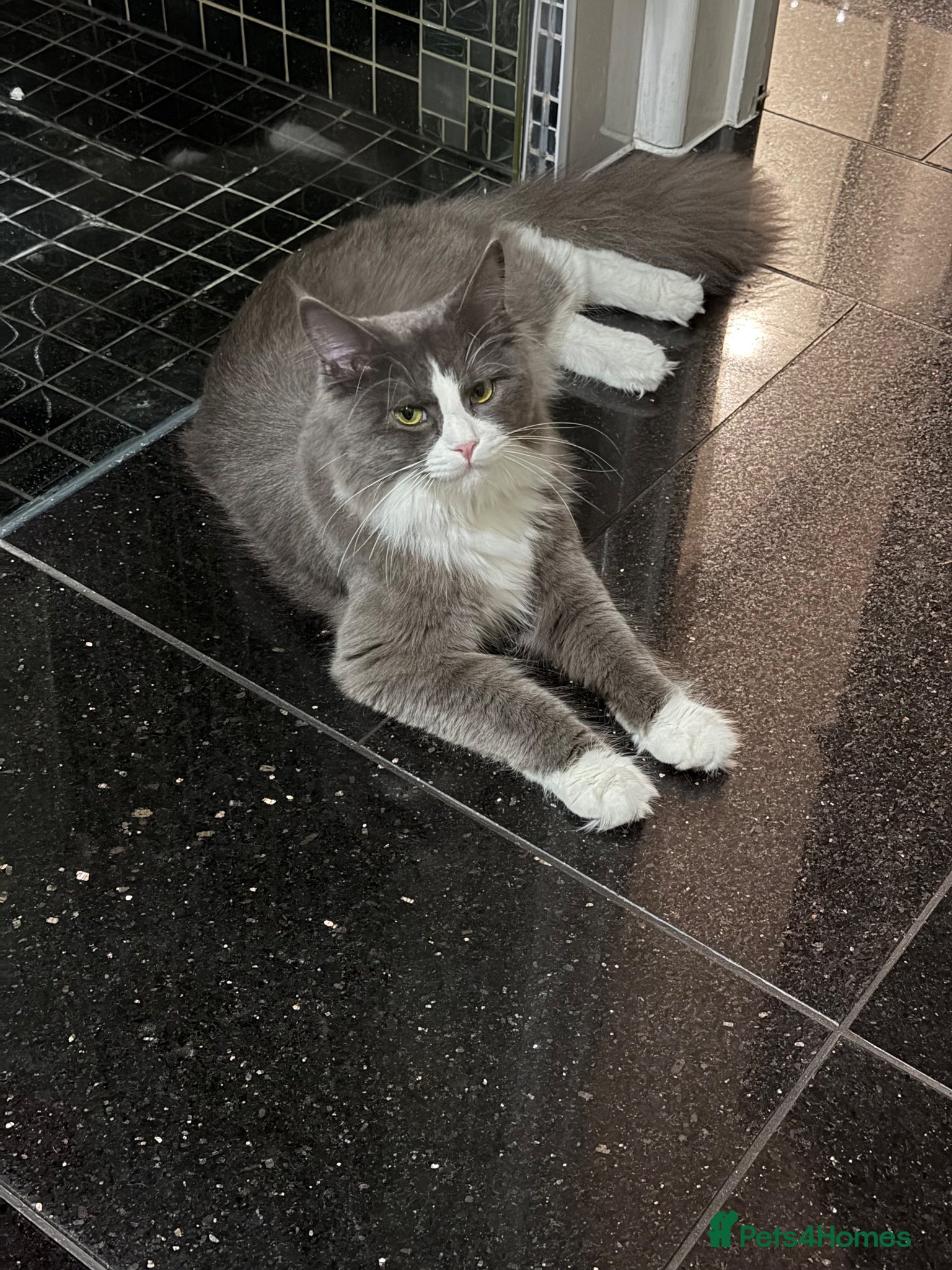 Maine Coon cats for sale: Sadly rehoming our lovely Maine Coon - Advert 5