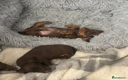 Dachshund dogs for sale: Beautiful miniature dachshund puppies - Image 12