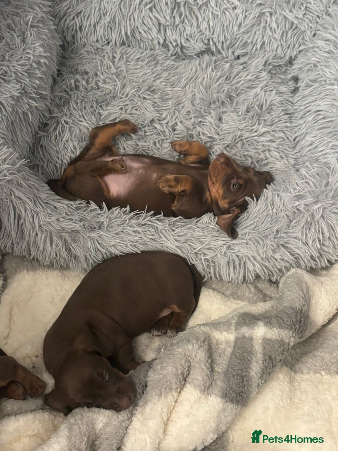 Dachshund dogs for sale: Beautiful miniature dachshund puppies - Image 12