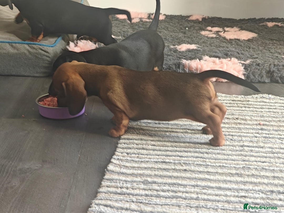 Miniature Dachshund dogs for sale: Outstanding Litter KC Reg Health Tested Parents - Image 8