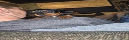 Miniature Dachshund dogs for sale: Miniature daschund puppies in Faversham - Advert 5